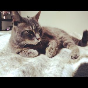 Meet your Posher, Gracie